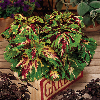 Coleus, Kong® Mosaic 