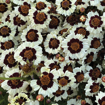 Coreopsis, Corusco Cream Red 