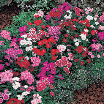 Dianthus, Telstar™ Mixed Hybrid