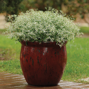 Euphorbia, Glitz Hybrid