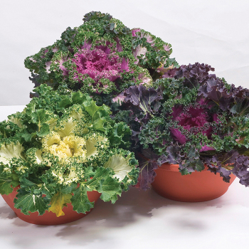 Kale, Ornamental, Nagoya Mix 