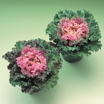 Kamome Hybrid Flowering Kale 