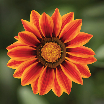 Gazania, Big Kiss™ Orange Flame Hybrid 