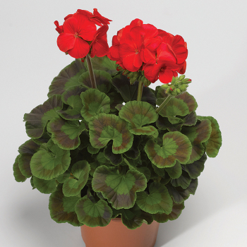 Geranium, Maverick™ Red Hybrid 