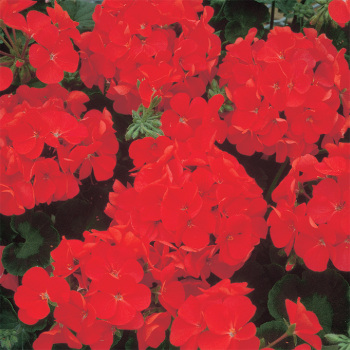 Red Multibloom Geranium