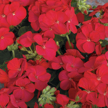 Geranium, Multibloom™ Red Improved Hybrid