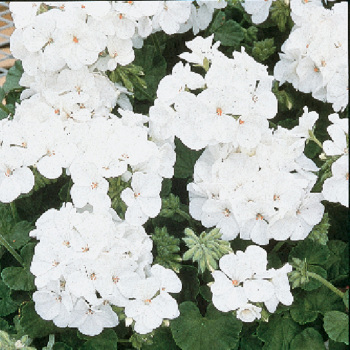 Multibloom White Hybrid Geranium
