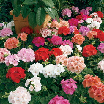 Maverick Series: Horticultural Products & Services