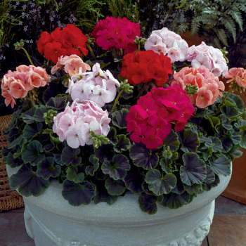 Bullseye Mix Hybrid Geranium