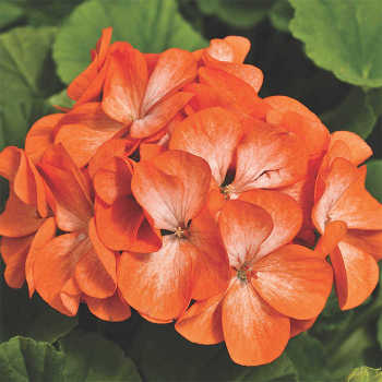 Pinto Premium Orange Bicolor Hybrid Geranium