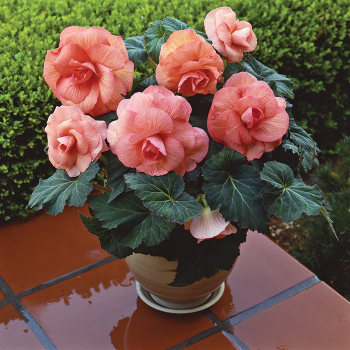 Peach Amerihybrid Roseform Begonia