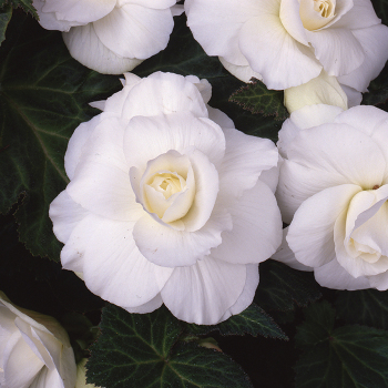 White Amerihybrid Roseform Begonia