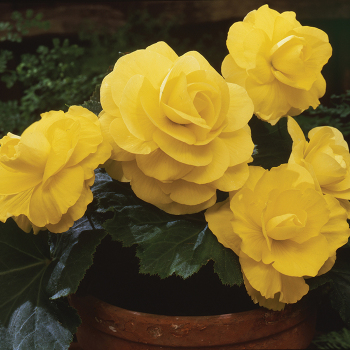 Yellow Amerihybrid Roseform Begonia