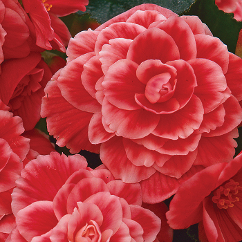 On Top Melon Lace Hybrid Begonia