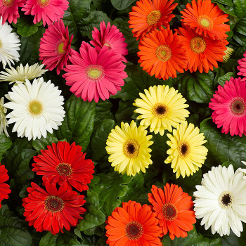 Gerbera, Bengal&trade; Mix