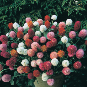 Tall Mixed Gomphrena