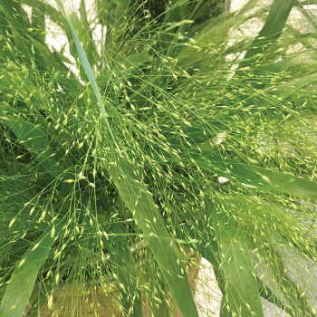 Frosted Explosion Panicum Grass