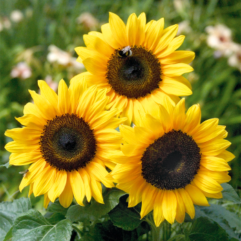 Bert Hybrid Sunflower