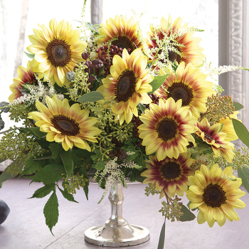 Sunflower, Marley Hybrid