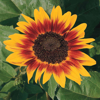 Sunflower, Ring Of Fire 