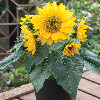 Smiley Gold Hybrid Sunflower