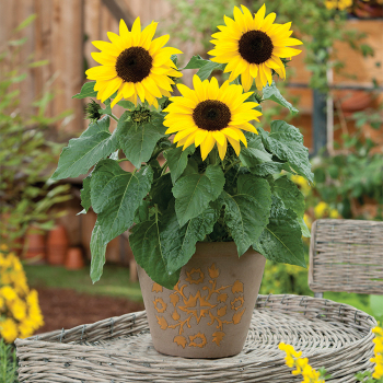Sunbuzz Hybrid Sunflower