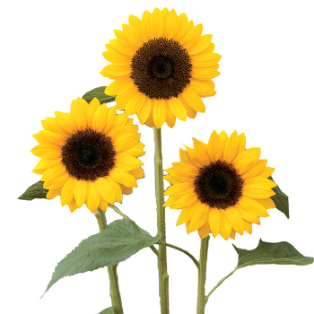 Sunrich Orange Dmr Hybrid Sunflower