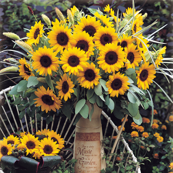 Sunflower, Sunrich™ Orange DMR Hybrid