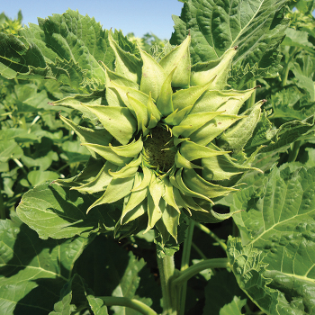 Sunfill Green Hybrid Sunflower