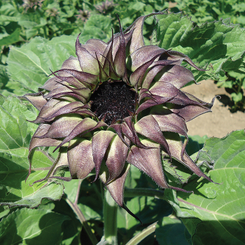 Sunfill Purple Hybrid Sunflower