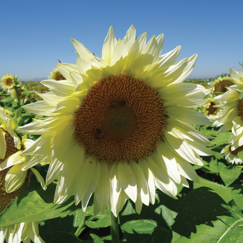 Procut White Lite Hybrid Sunflower