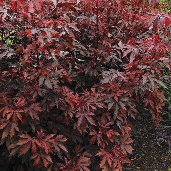 Hibiscus, Mahogany Splendor 