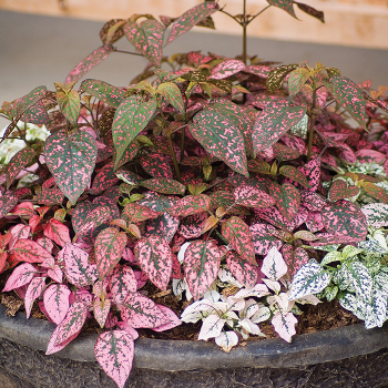 Hypoestes, Confetti Compact Mix 