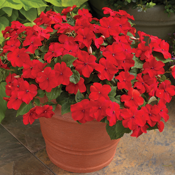 Impatiens, Accent™ Premium Red Hybrid