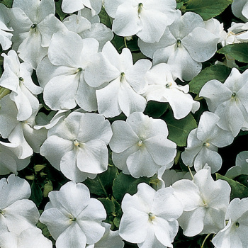 Accent White Impatiens