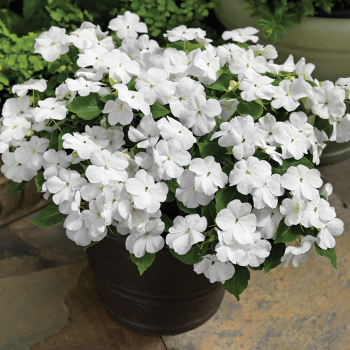 Impatiens, Accent™ Premium White Hybrid