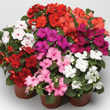 Impatiens, Accent™ Premium Mix Hybrid