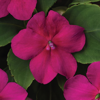 Impatiens, Beacon® Violet Shades Hybrid 
