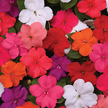 Impatiens, Beacon&reg; Formula Mix Improved