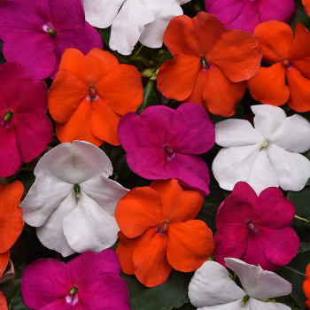 Impatiens, Beacon&reg; Lindau Mix Improved