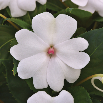 Impatiens, Solarscape™ White Pearl Hybrid 