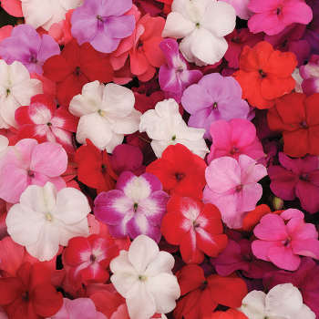 Impatiens, Super Elfin® XP Mix Hybrid