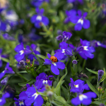 Lobelia, Masterpiece Blue with Eye Hybrid 