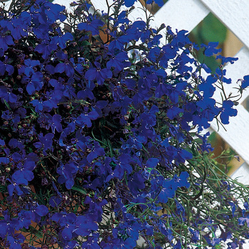 Lobelia, Regatta Midnight Blue