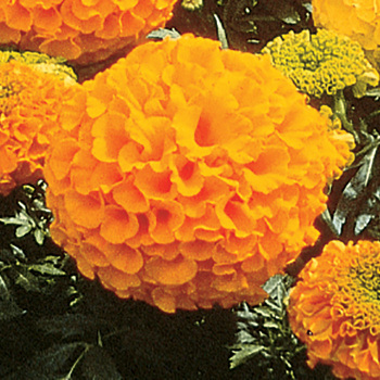 Orange Antiqua Hybrid Marigold