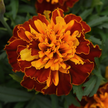 Marigold, Bonanza&trade; Harmony