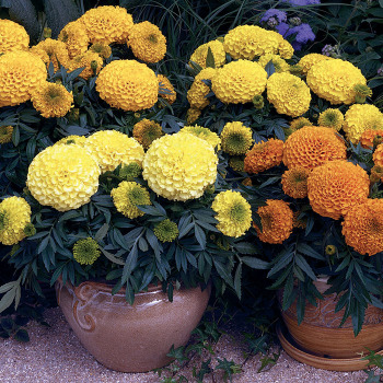 Antigua Mix Marigold