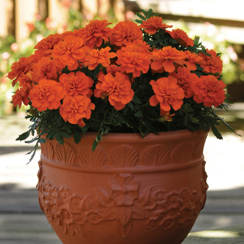 Marigold, Bonanza™ Deep Orange 