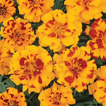 Marigold, Durango&reg; Bolero