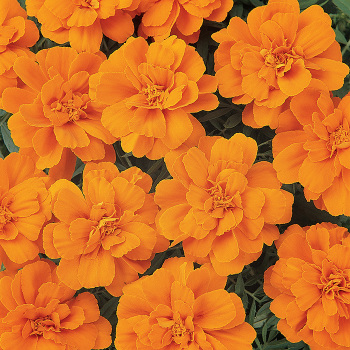 Marigold, Durango&reg; Tangerine
